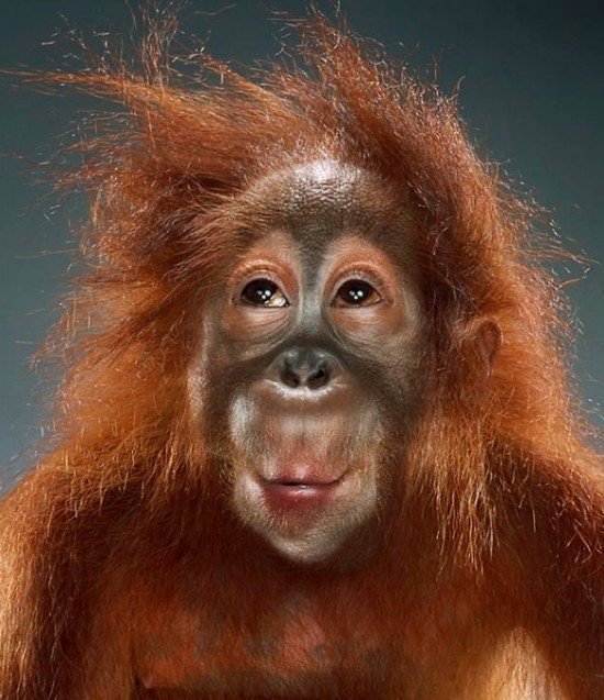 20张可爱的猴子肖像摄影作品