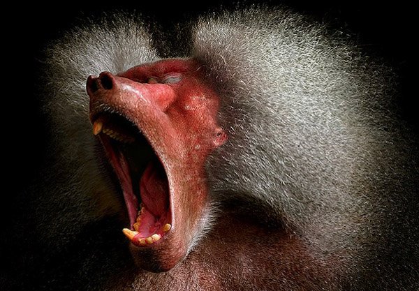 荷兰摄影师Edgar Thissen有趣的动物摄影作品