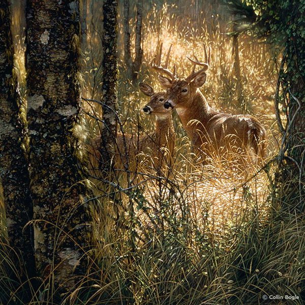 Collin Bogle超逼真的野生动物绘画作品欣赏