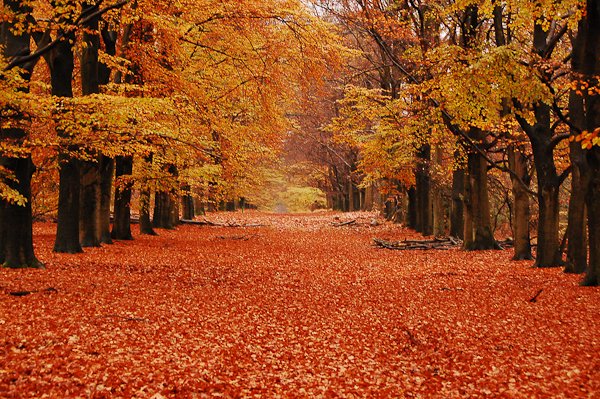 摄影欣赏：北半球的秋天景色
