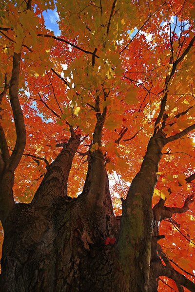 摄影欣赏：北半球的秋天景色