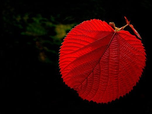 拍摄秋季红叶的五个技巧
