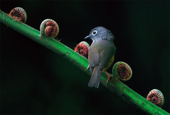 台湾摄影师John Soong漂亮的花鸟摄影作品