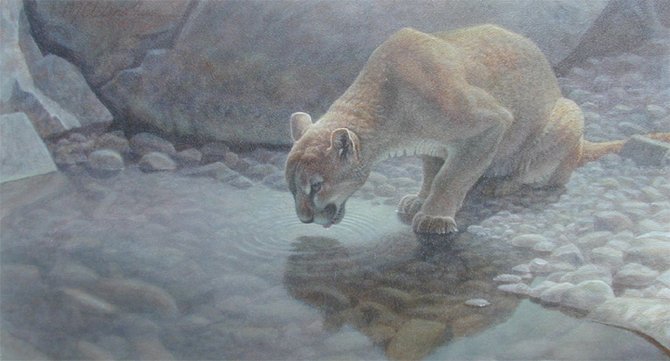 D. J. Cleland-Hura动物绘画作品