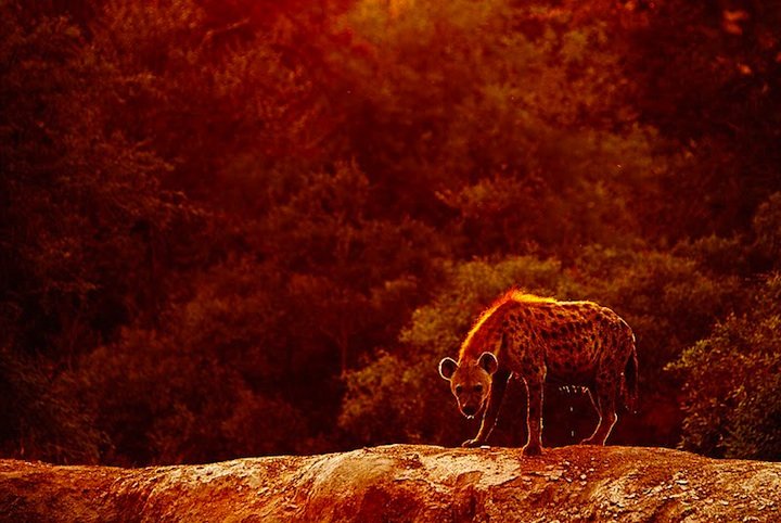 野生动物摄影师Marius Coetzee的神奇探险