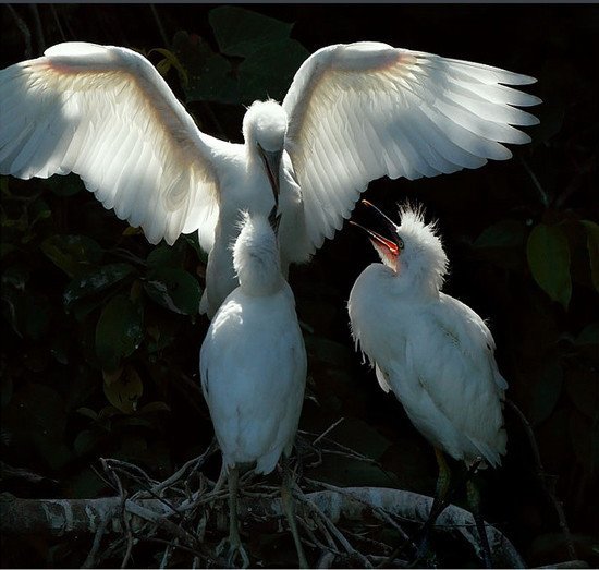 精彩的镜头捕捉:鸟类摄影欣赏