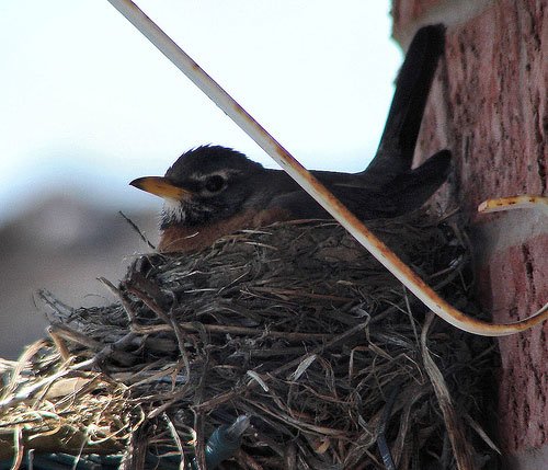 小鸟的家：鸟巢摄影作品
