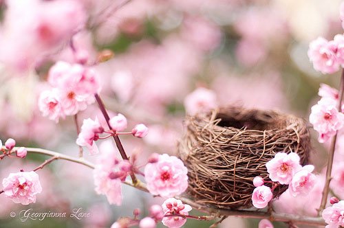 小鸟的家：鸟巢摄影作品