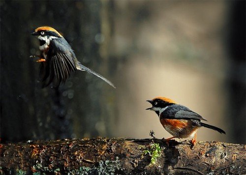 30张漂亮的鸟类摄影作品