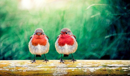 30张漂亮的鸟类摄影作品