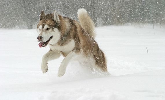 摄影欣赏：雪地里的野生动物
