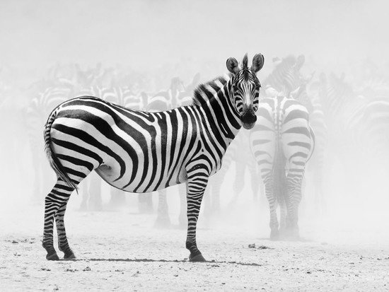 40张动物黑白摄影作品