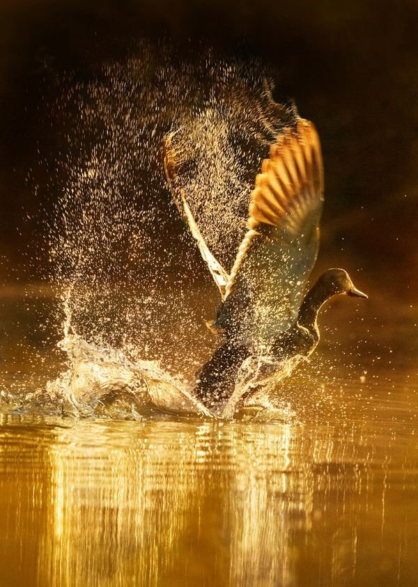 动物摄影作品：美丽的鸟