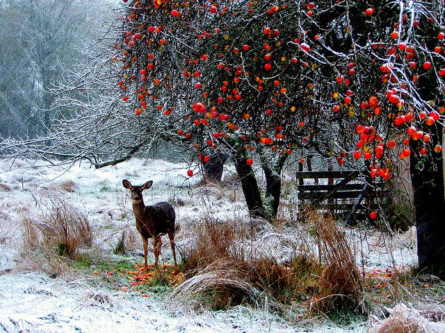 仙境般的冬季摄影作品欣赏