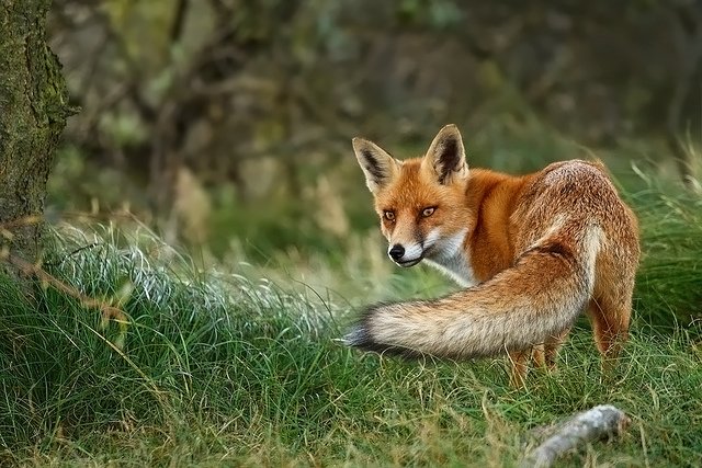 狐貍攝影