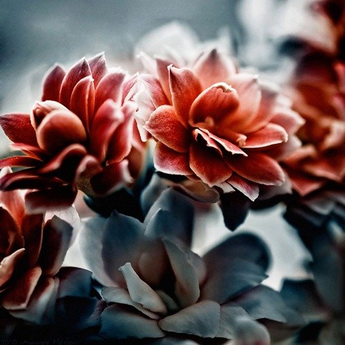 40例美丽的花卉摄影