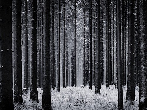 仙境般的黑白雪景照片