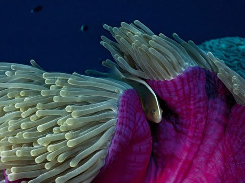 摄影欣赏：灿烂的海底世界