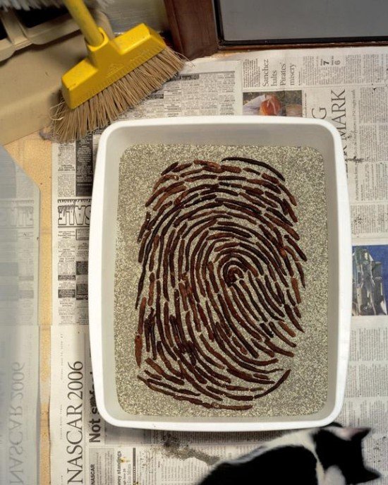 Kevin Van Aelst令人惊叹的指纹艺术