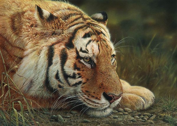 Denis Mayer Jr.逼真的野生动物绘画作品