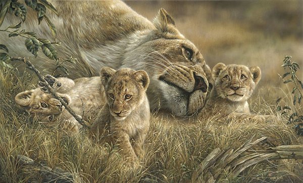 Denis Mayer Jr.逼真的野生动物绘画作品
