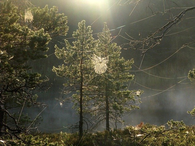 芬兰摄影师Petri Volanen自然摄影作品