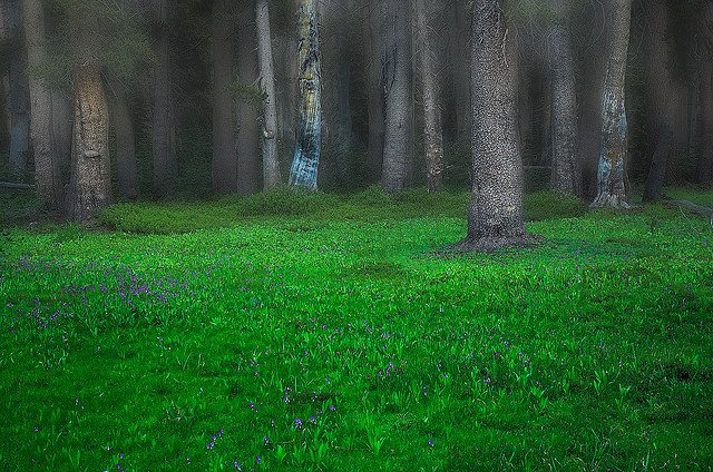 森林摄影
