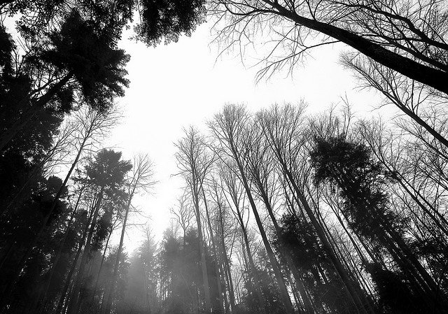 森林攝影
