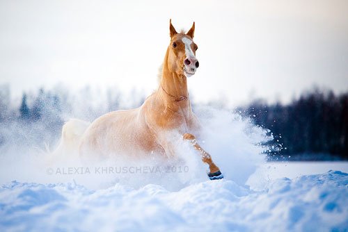 Snow-moon