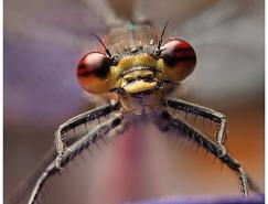 33张昆虫摄影作品欣赏