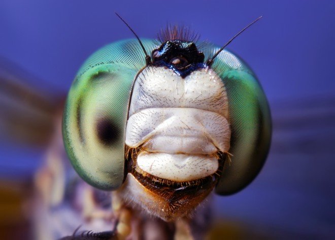 33张昆虫摄影作品欣赏