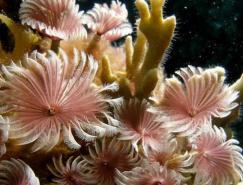 美麗的珊瑚攝影欣賞