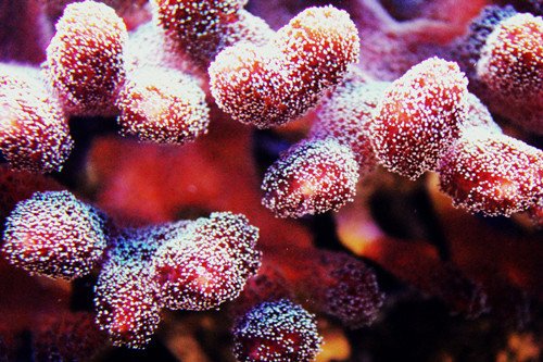 美丽的珊瑚摄影欣赏