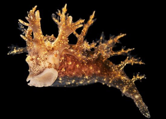 Alexander Semenov完美的水下生物摄影