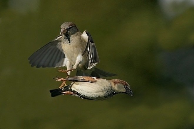 动物摄影：镜头捕捉鸟儿的精彩瞬间