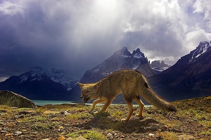 野生动物和风景的完美结合：Ben Hall摄影作品