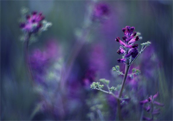 美丽的花朵：乌克兰Natalia Ova微距摄影