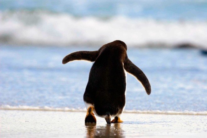 动物摄影欣赏：企鹅