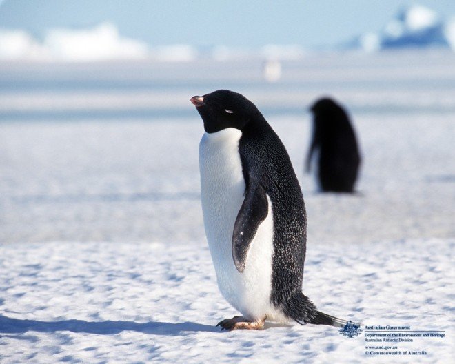 动物摄影欣赏：企鹅