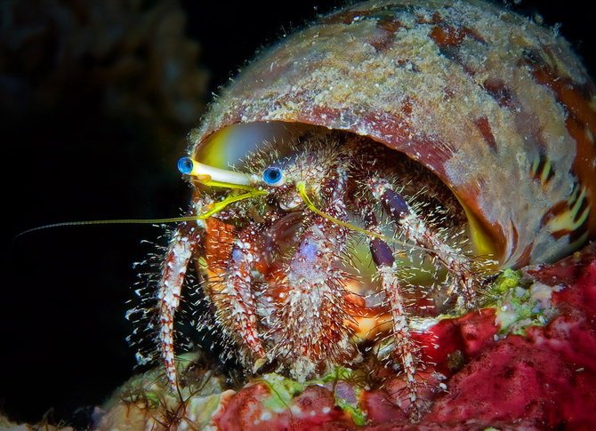 Aleksandr Marinicev美丽的海底生物世界