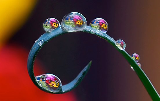 摄影欣赏：美丽的水滴