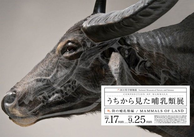 日本设计师wataru yoshida：哺乳动物展海报设计