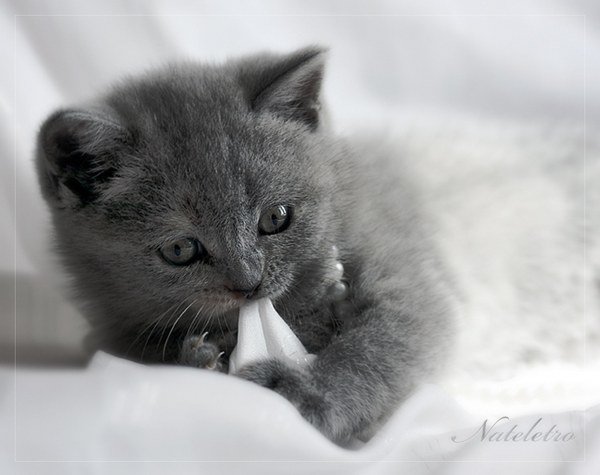 动物摄影：超级可爱的猫咪