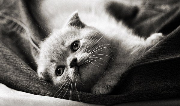 动物摄影：超级可爱的猫咪