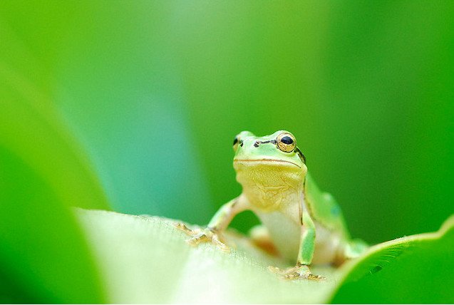 可爱的青蛙摄影欣赏