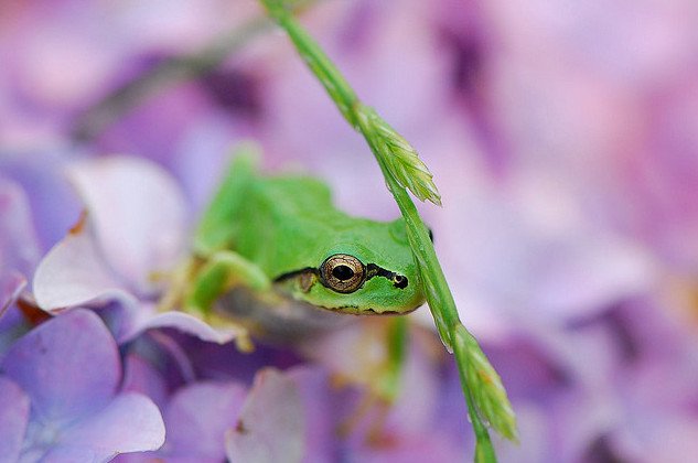 可爱的青蛙摄影欣赏
