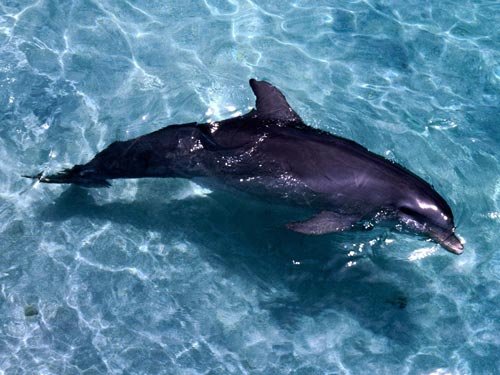 动物摄影欣赏：海豚