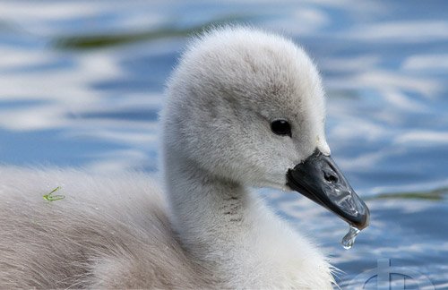 So Lovely Swan Photo. 