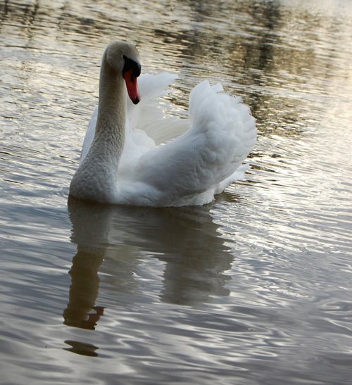 Just as Pretty Swan Photography