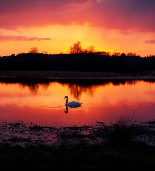 So Lovable Swan Photo